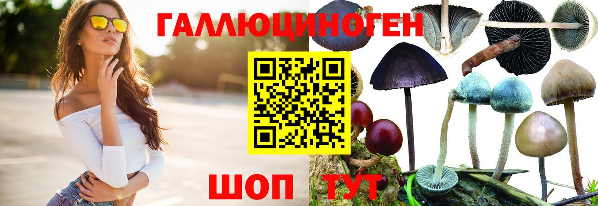 где продают   Вход с VPN  Галлюциногенные грибы мицелий  Нурлат  Псилоцибиновые грибы Psilocybe 